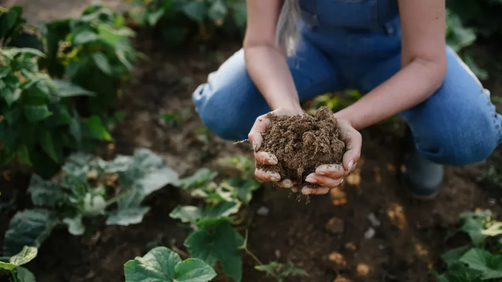 agricultura regenerativa - plantando