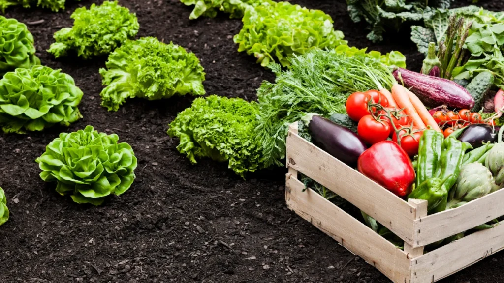 agricultura regenerativa - verduras