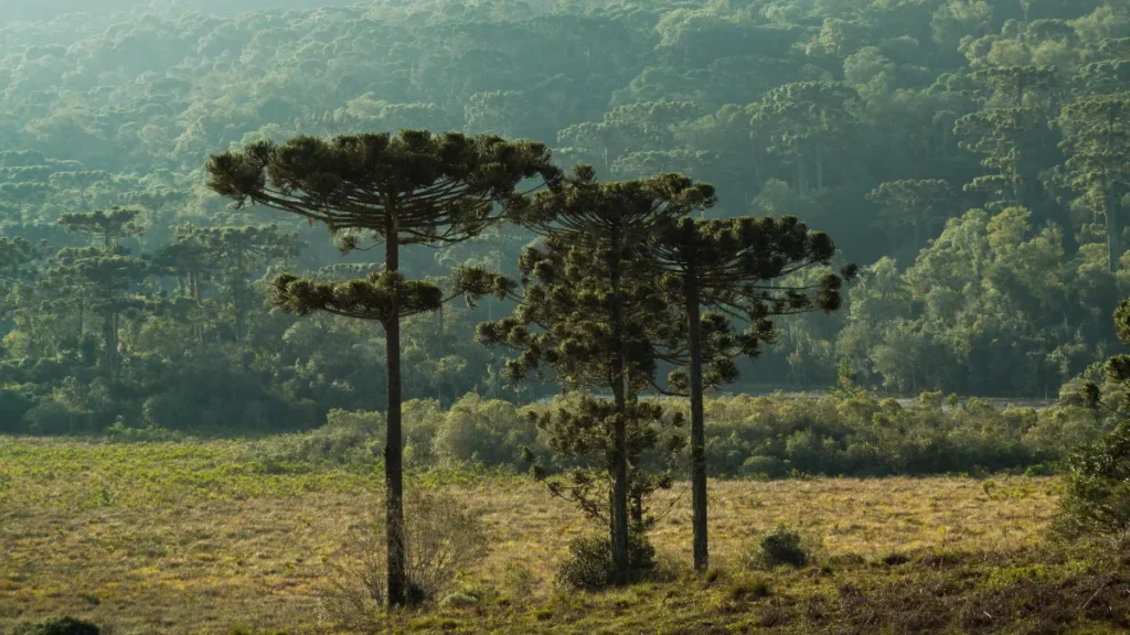 Árvores Nativas do Brasil - Araucária