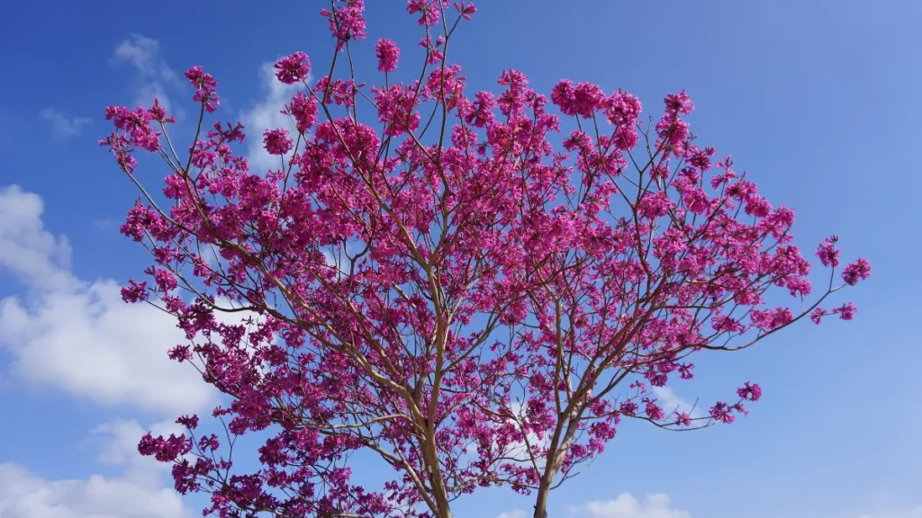 Árvores Nativas da Mata Atlântica - Jequitibá-rosa: o avô da floresta
