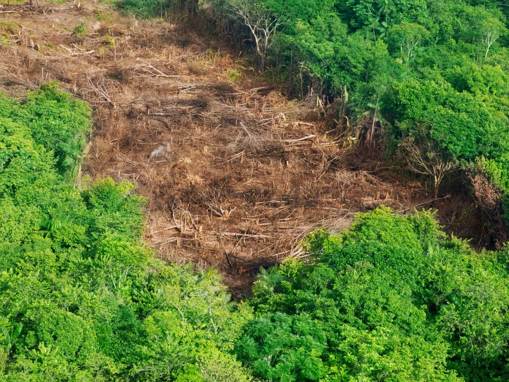 desmatamento na amazônia - árvores derrubadas