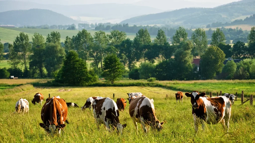Emissões de Carbono - Vacas no Pasto