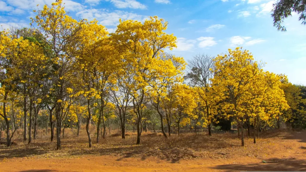 Árvores Nativas da Mata Atlântica - Ipê Amarelo