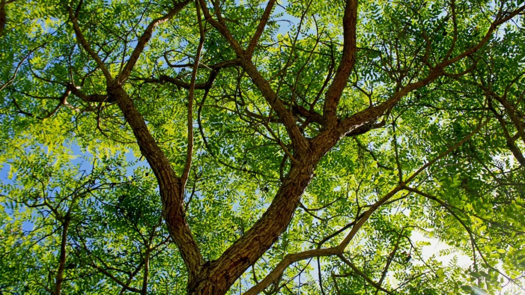 Árvores Nativas do Brasil - Jacarandá