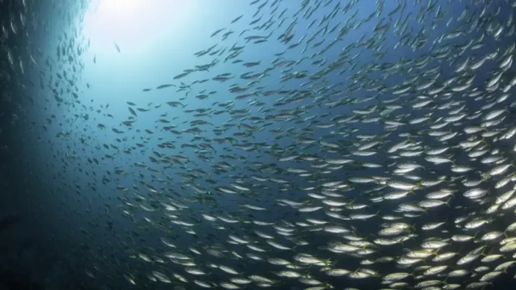A poluição sonora submarina