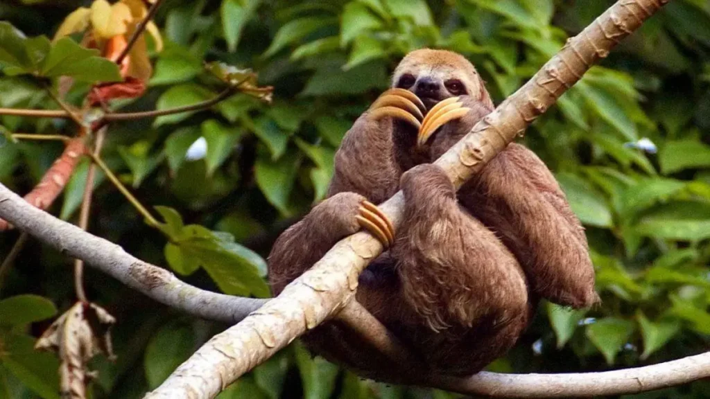 Floresta Equatorial - Bicho-preguiça-de-três-dedos