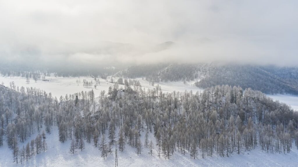 Taiga - floresta