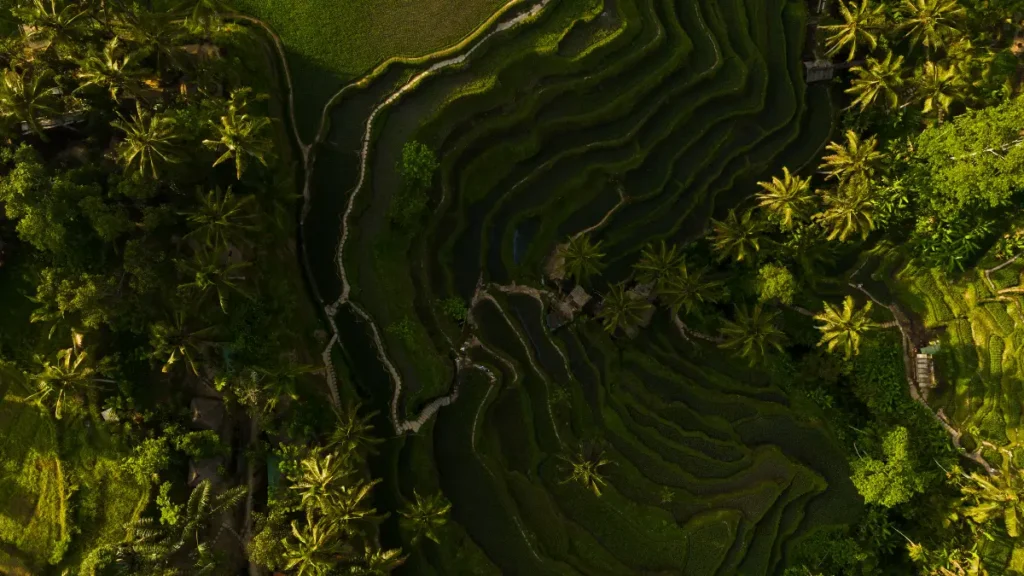 Agrofloresta o Que É: Princípios Básicos