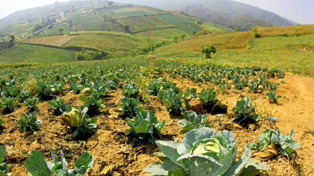 Agrofloresta o Que É: Princípios Básicos