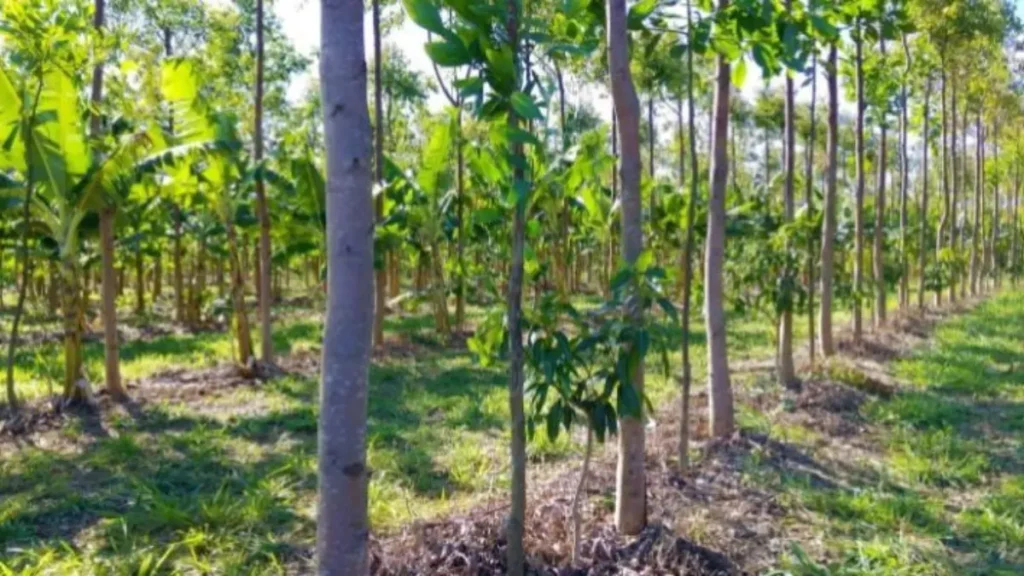 Agrofloresta o Que É: Princípios Básicos