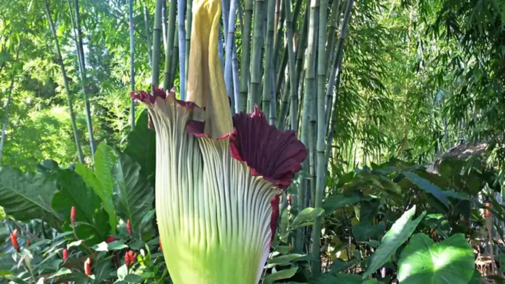 Maiores Flores do Mundo - Amorphophallus Titanum