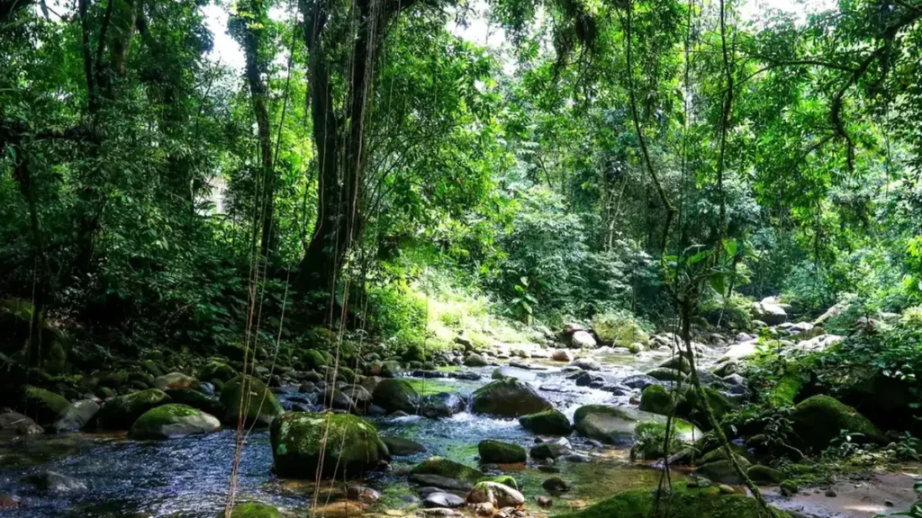 Bioma da Mata Atlântica