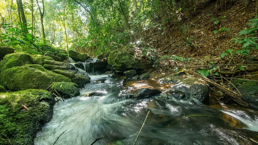 Bioma da Mata Atlântica