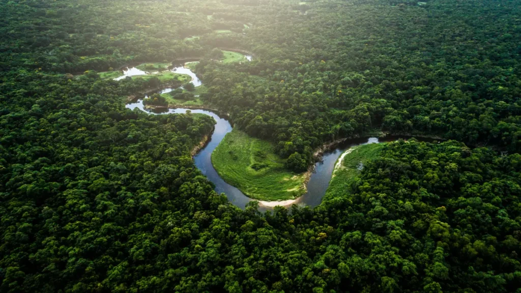 Bioma da Mata Atlântica - Floresta