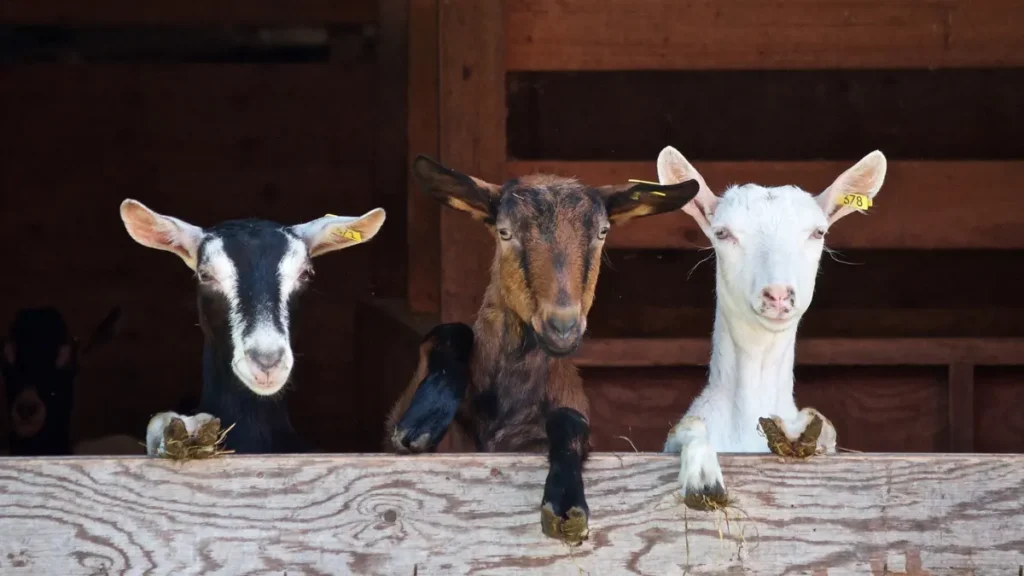 cabras e ovelhas