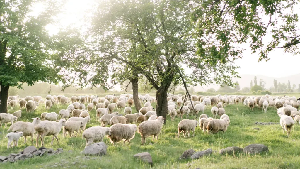 cabras e ovelhas