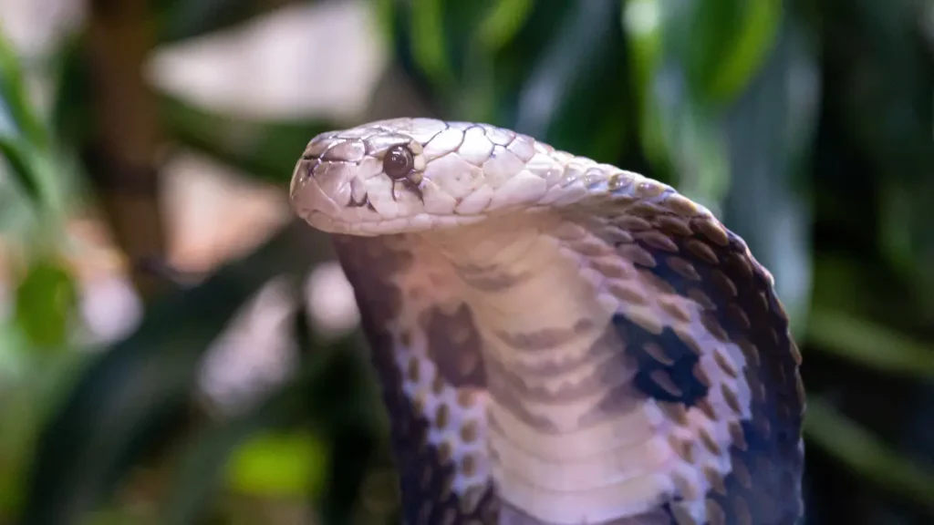 Cobra Real