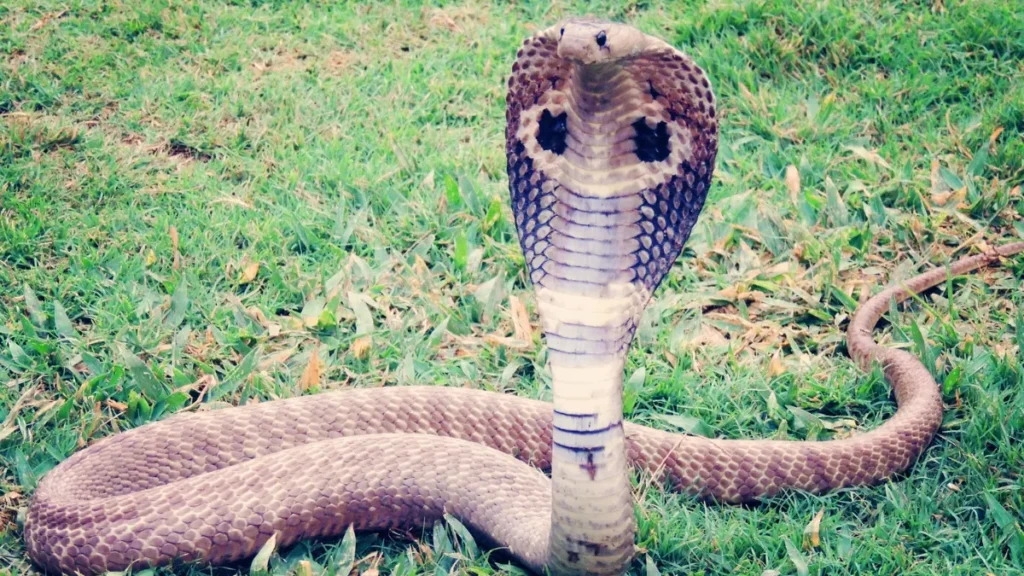 Cobra Real