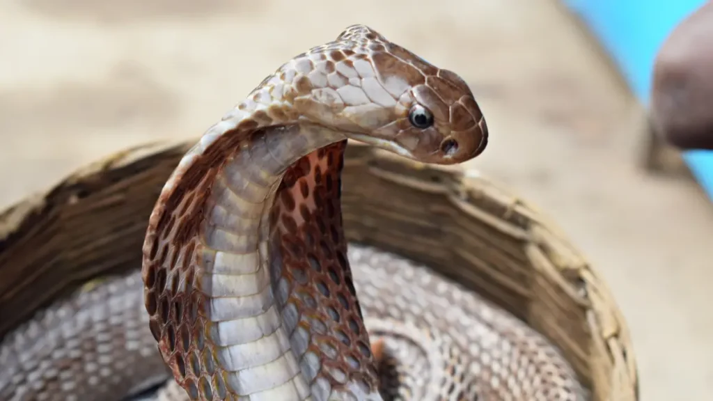 Cobra Real