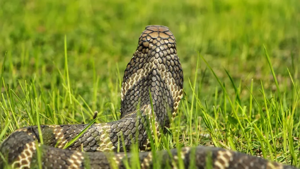 Cobra Real