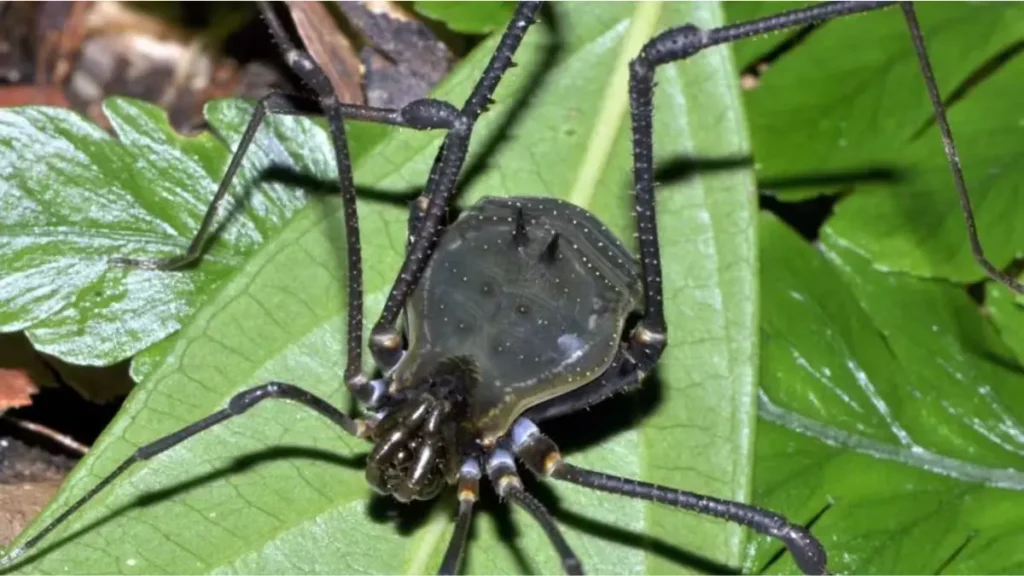 Fauna da Mata Atlântica - Aracnídeo