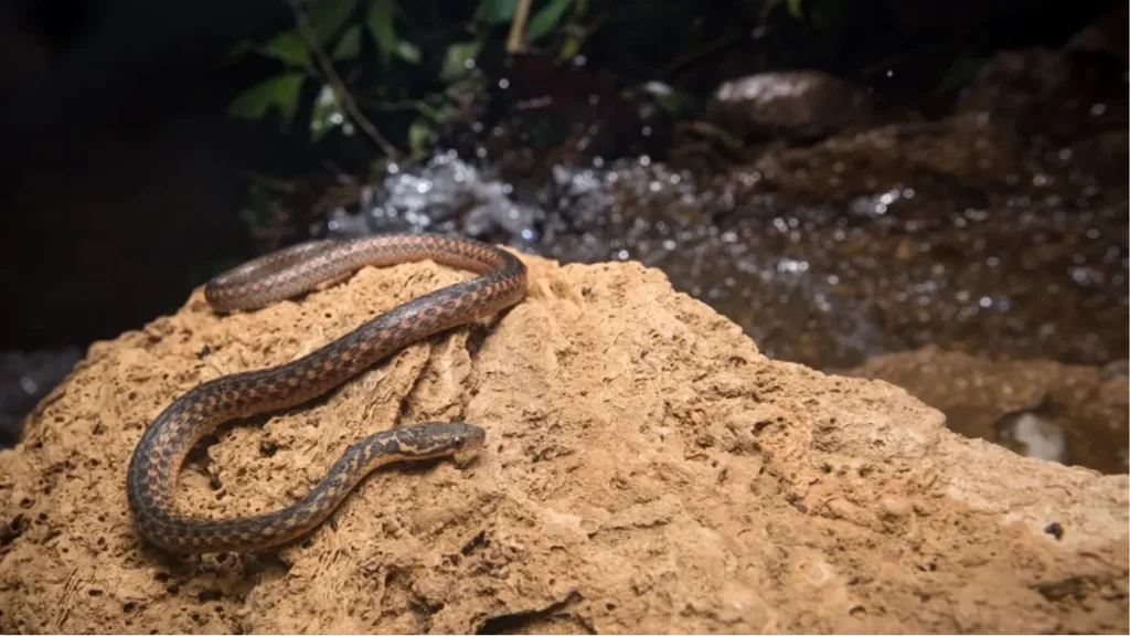 Fauna da Mata Atlântica - Cobra Semi Aquática