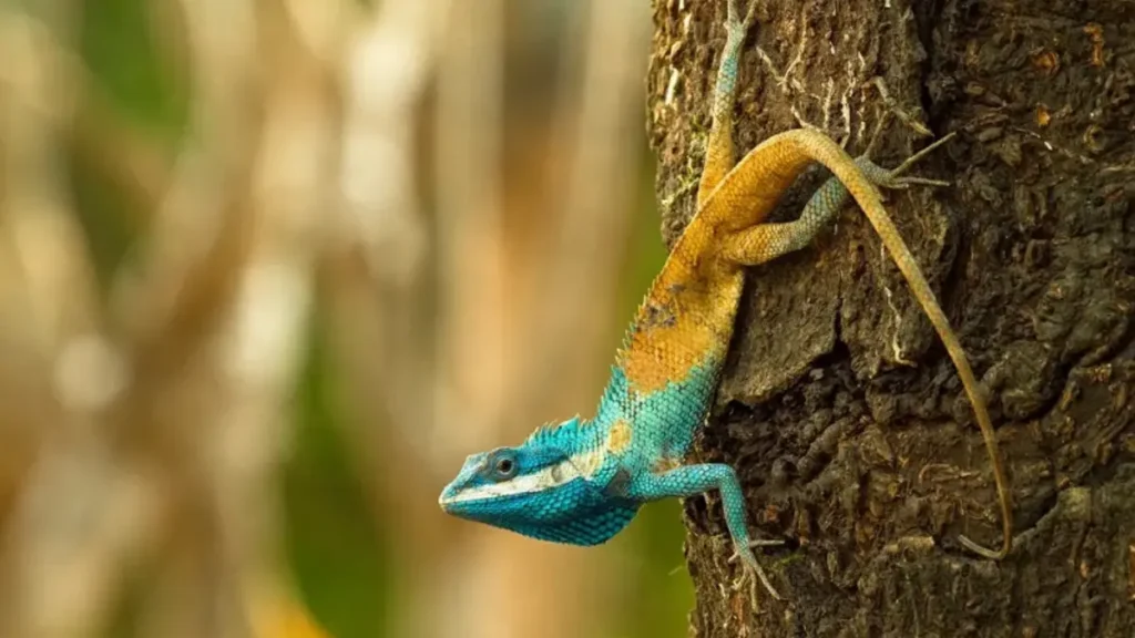 Fauna da Mata Atlântica - Lagarto