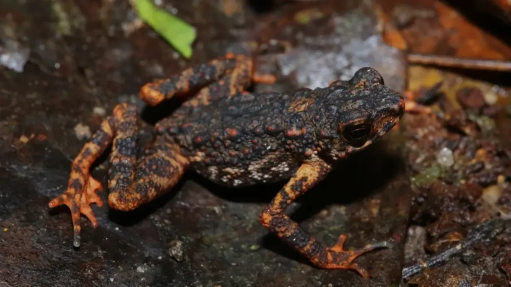 Fauna da Mata Atlântica - Sapo