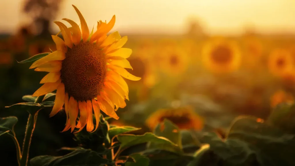 Maiores Flores do Mundo - Girassol Helianthus Annuus