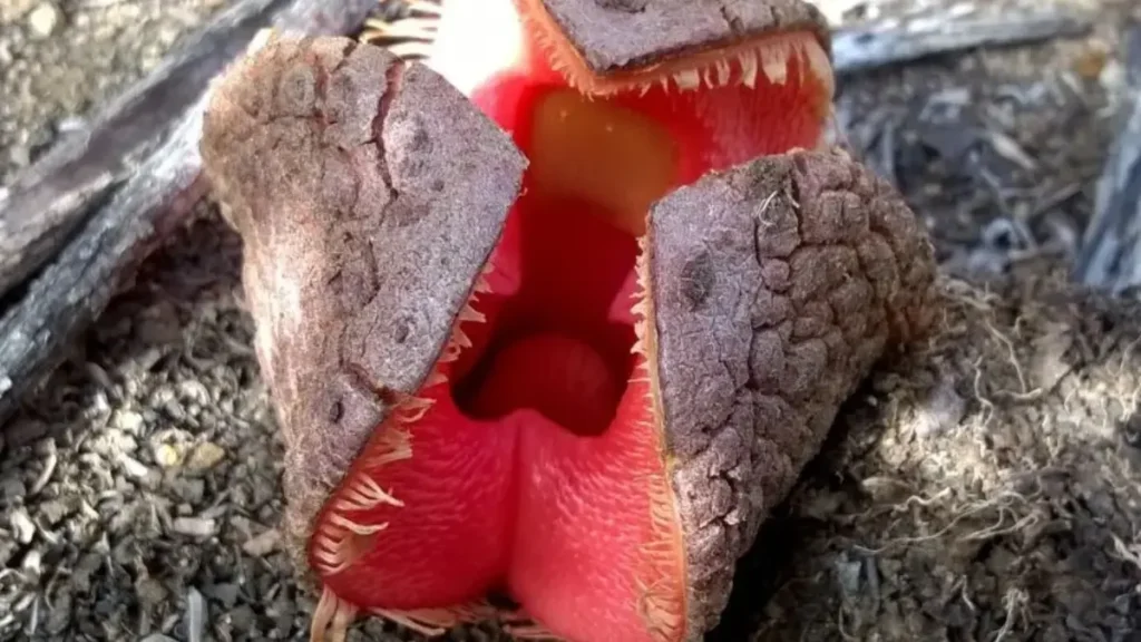 Maiores Flores do Mundo - Hydnora Africana