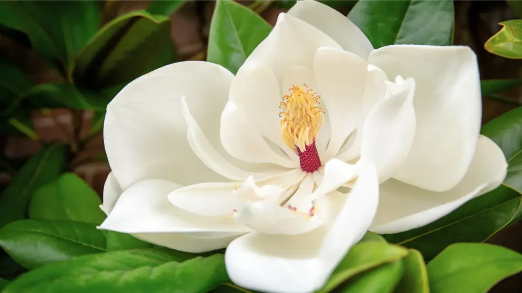 Maiores Flores do Mundo - Magnolia -Grandiflora