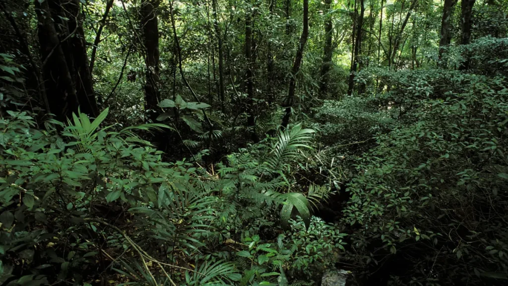 Biomas Brasileiros e Suas Características - Mata Atlântica