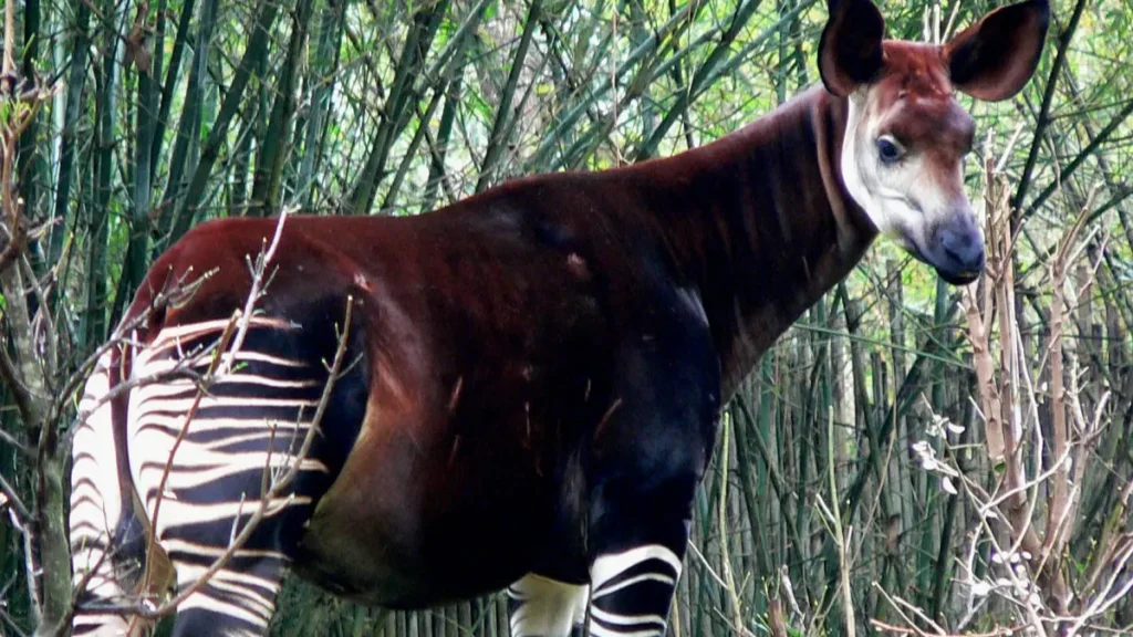 Floresta Equatorial - Okapi
