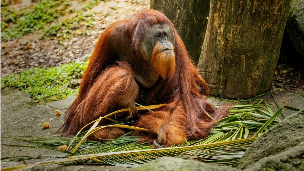 Floresta Equatorial - Orangotango Sumatra