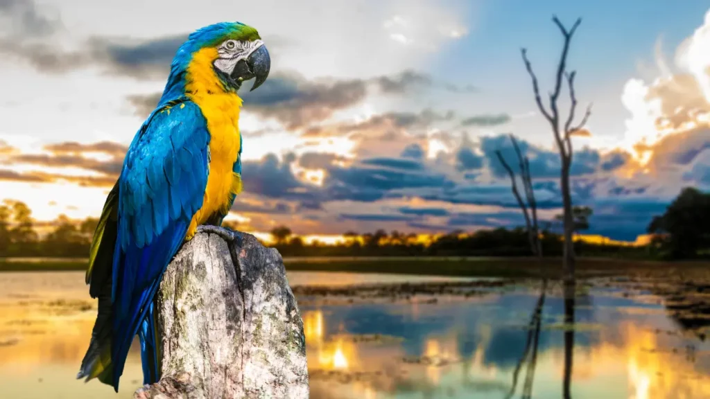 Biomas Brasileiros e Suas Características - Pantanal