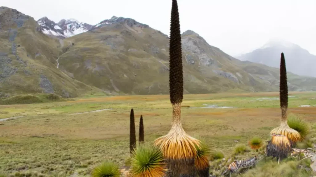 Maiores Flores do Mundo - Puya Raimondii