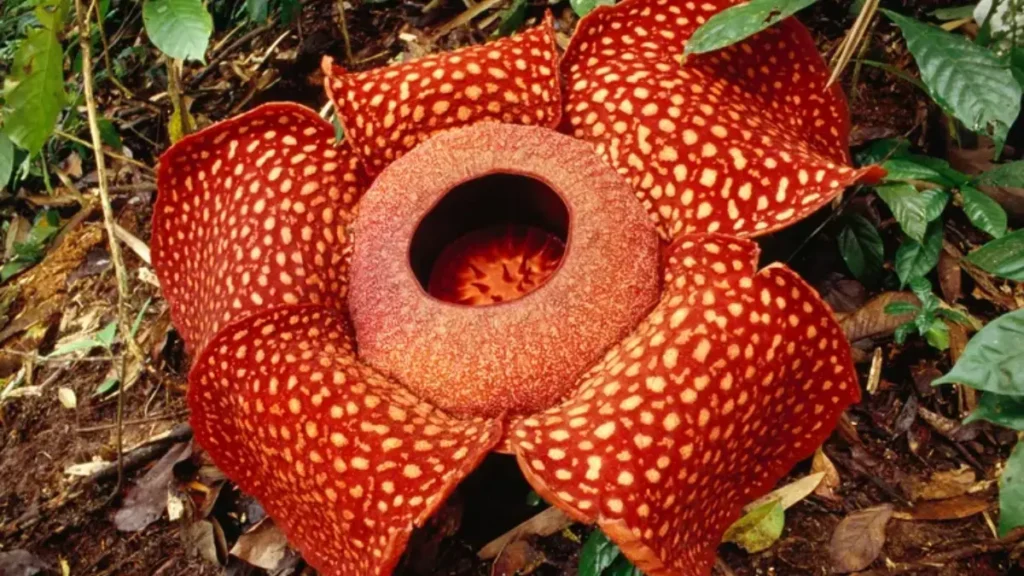 Maiores Flores do Mundo - Rafflesia Arnoldii