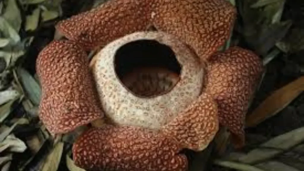 Maiores Flores do Mundo - Rafflesia Keithii