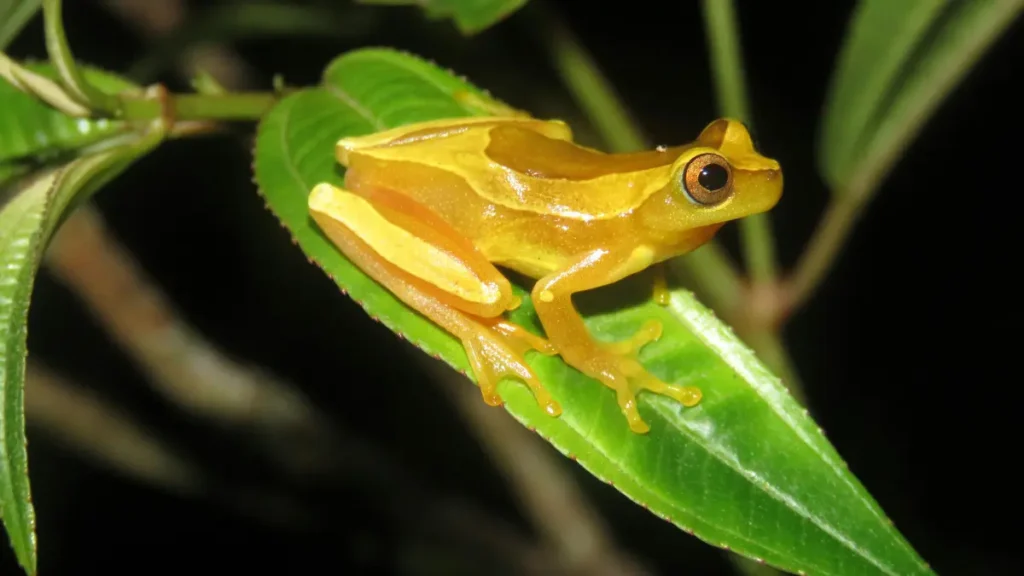 Floresta Equatorial - sapo dourado
