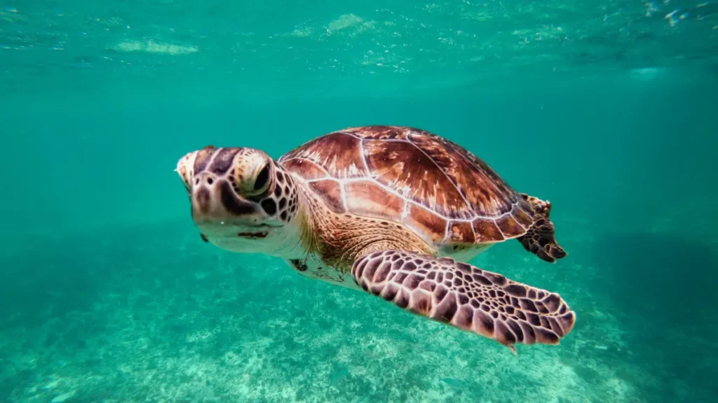 Apoiando projetos de conservação de tartarugas marinhas