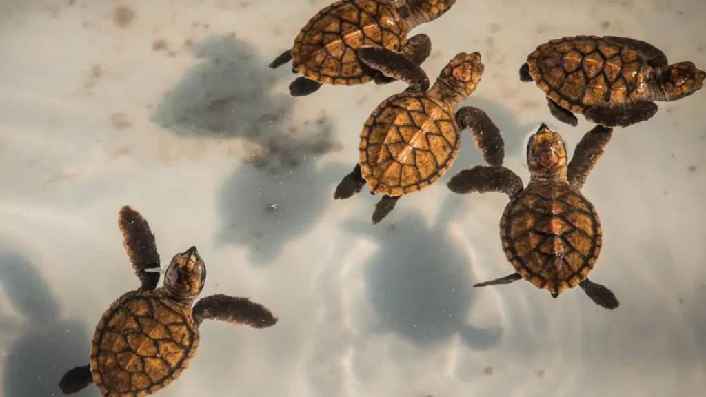 Tartarugas Marinhas