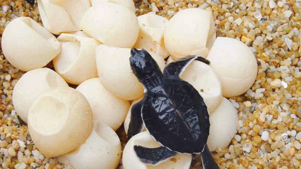Tartarugas Marinhas