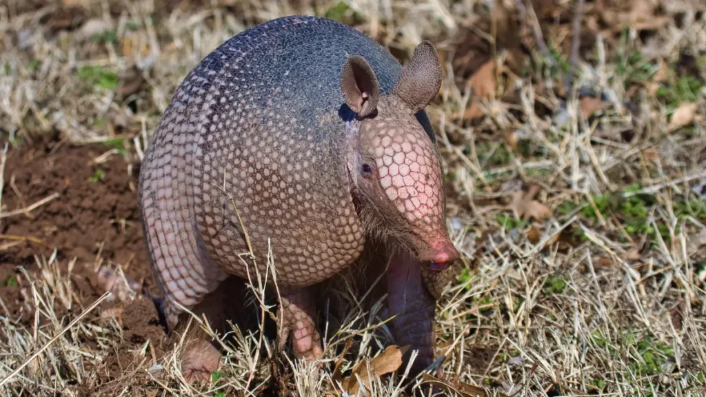 Tatu