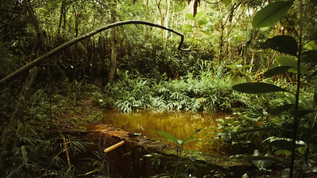 Unidades de Conservação no Brasil - Floresta