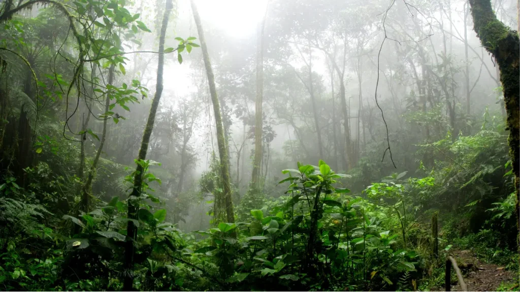 Paisagem de unidade de conservação no Brasil Unidades de Conservação no Brasil - Floresta