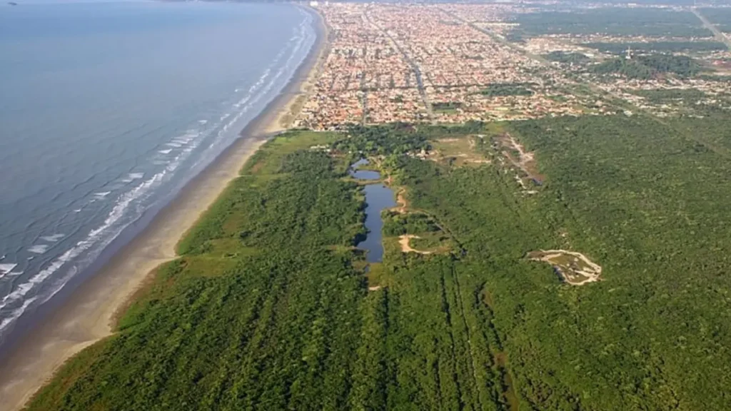 Vegetação da Mata Atlântica