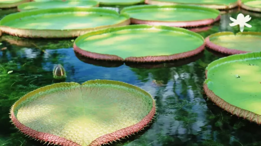 Maiores Flores do Mundo - Victoria Amazonica