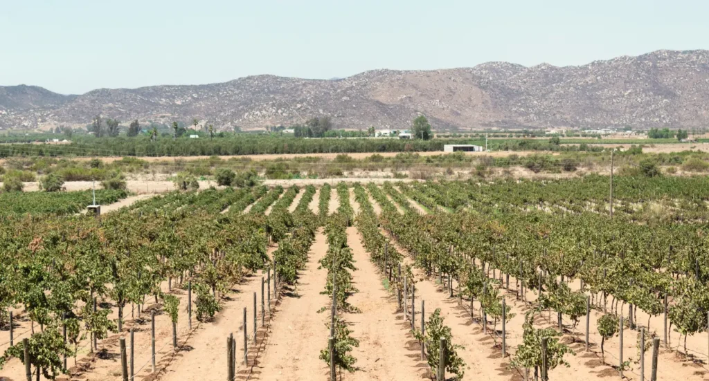 Agricultura de Carbono