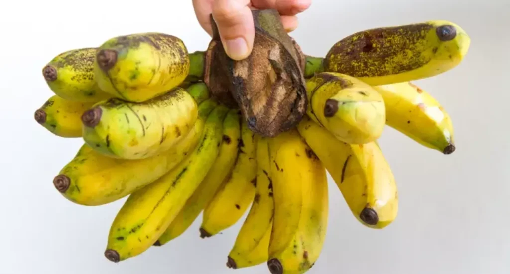 Banana extinta Gros Michel