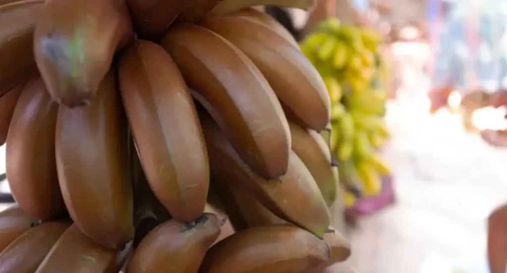 Banana extinta Gros Michel